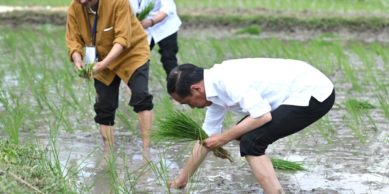 jokowi tanam padi