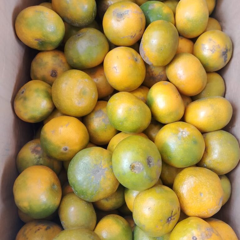 WhatsApp Image 2025-10-20 at 13.11.33 (1)