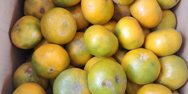 WhatsApp Image 2025-10-20 at 13.11.33 (1)